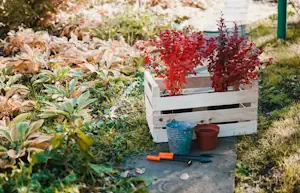 Dış Mekan Süs Bitkileri