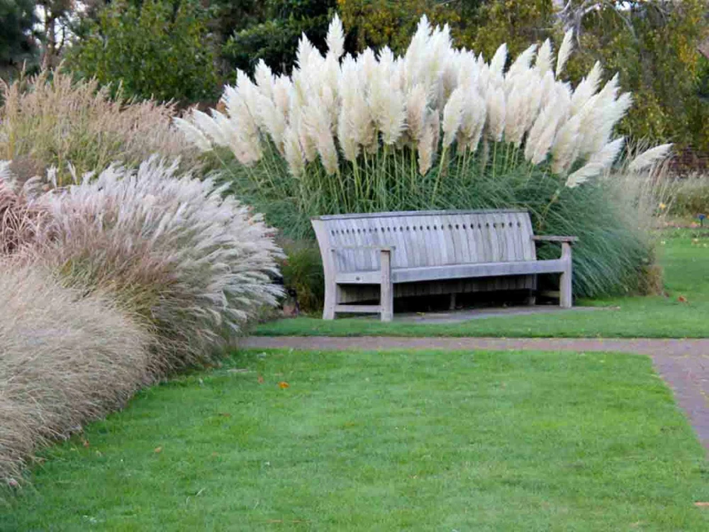 Pampas Otu Bakımı Nasıl Yapılır? (Pampas Otu Tam Rehber 2026)