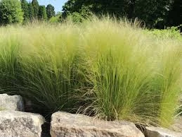 Sorguç Otu (At Kuyruğu Çimi) Peyzaj ve Bahçecilikte Kullanım Rehberi