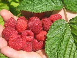 Polka Yediveren Ahududu: Türkiye'de Yetiştiricilik Rehberi