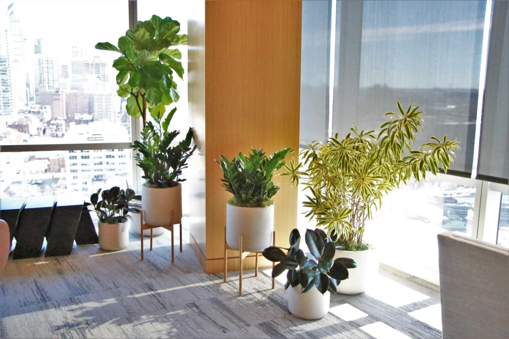 İç Mekan Bitkileri ile Ofisinizi Nasıl Canlandırırsınız?