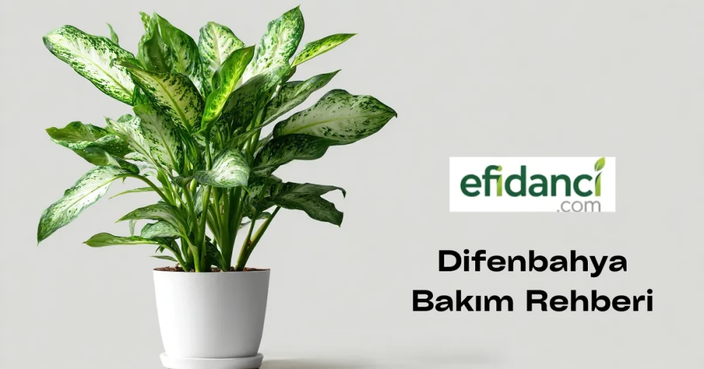 Difenbahya (Dieffenbachia) Bakım Rehberi
