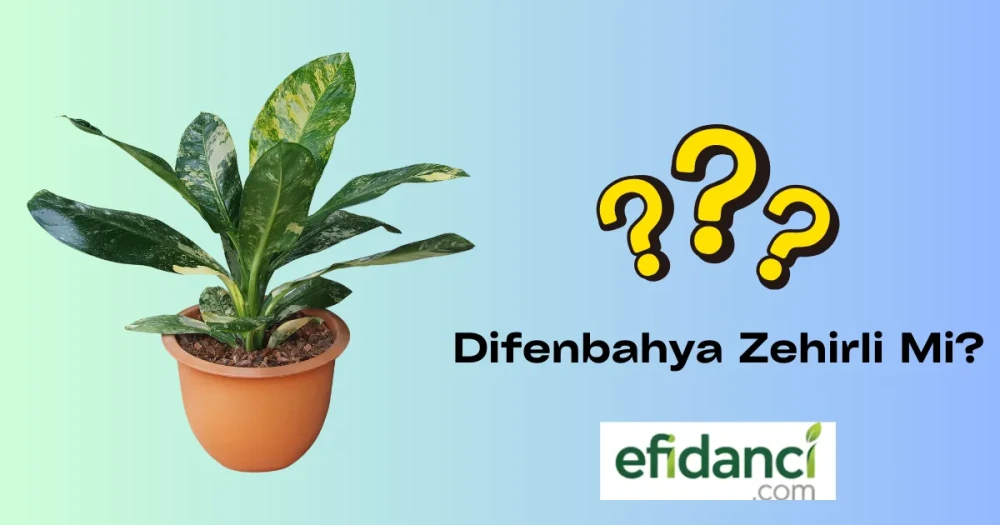 Difenbahya (Dieffenbachia) Zehirli mi? Gerçekler ve Güvenlik Önlemleri