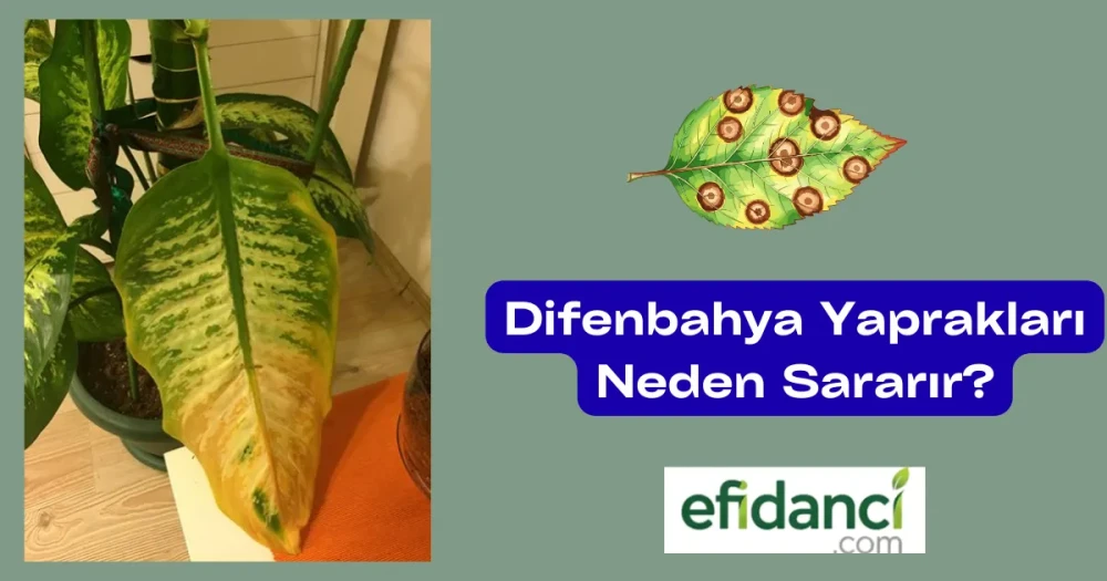 Difenbahya Yaprakları Neden Sararır? Çözümleri ve Önlemleri