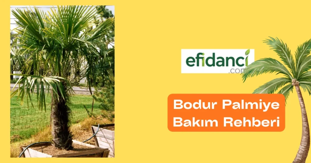Bodur Palmiye (Chamaerops humilis) Bakım Rehberi: Doğru Bakım İpuçları