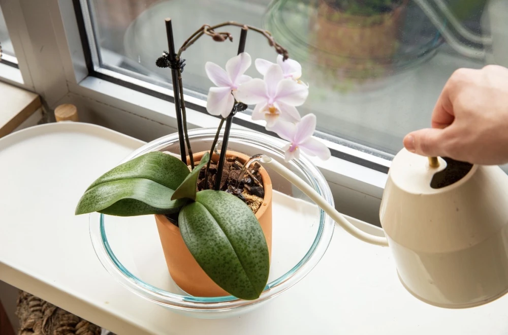 Orkide Bakım Rehberi