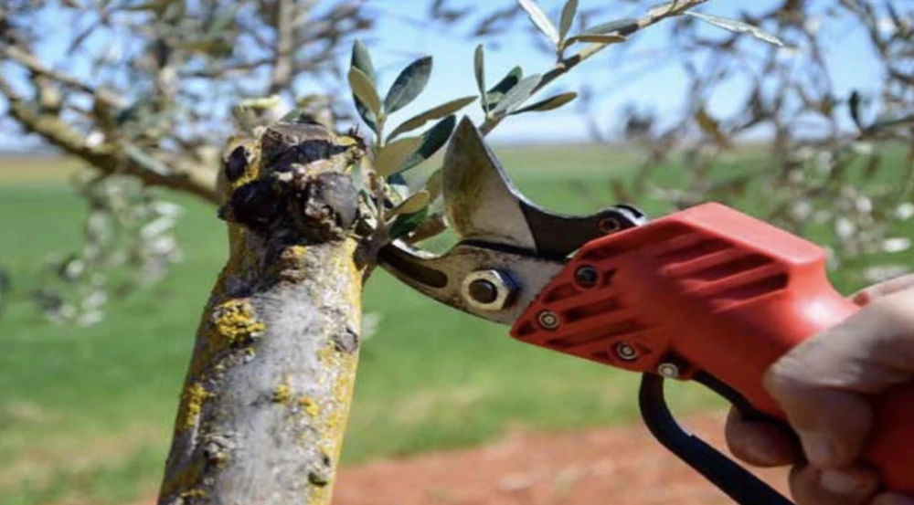 Zeytin Ağacı Budama