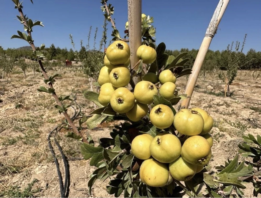 Sarı Belen Alıç Fidanı - Bakım, Sulama ve Gübreleme Rehberi