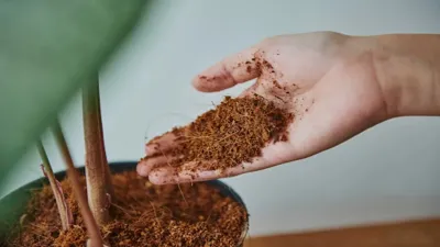 Toprak Seçimi Neden Önemli? Bitki ve Çiçekler İçin En Doğru Toprak Nasıl Olmalı?