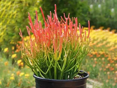 Kalem Kaktüs Bakım Rehberi