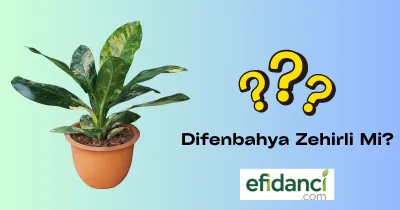 Difenbahya (Dieffenbachia) Zehirli mi? Gerçekler ve Güvenlik Önlemleri