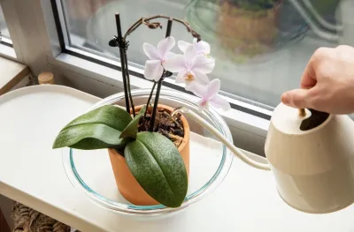 Orkide Bakım Rehberi