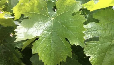 Yaprak Sarma için Asma Fidanı - Nedir, Özellikleri Nelerdir?