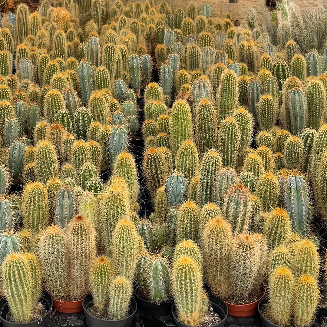 Kaktüs Mix (3'lü Set)