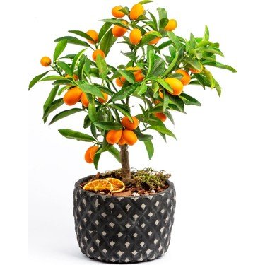 Kamkat (Kumkuat) Meyveli