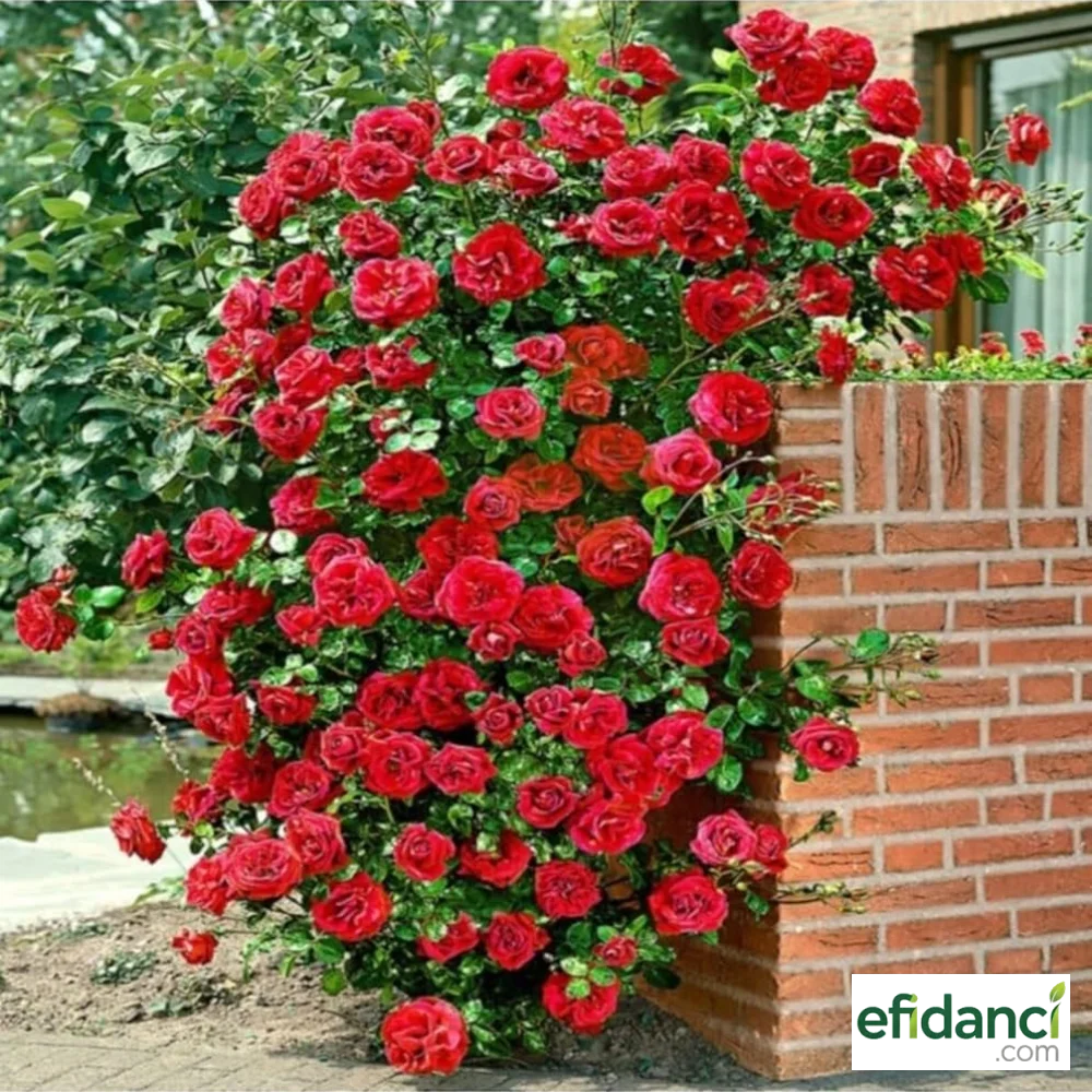 Sarmaşık Gül (Kırmızı)