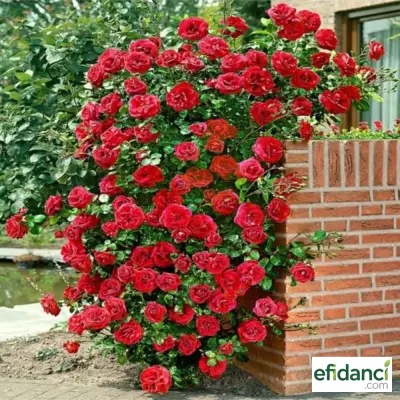 Sarmaşık Gül (Kırmızı)