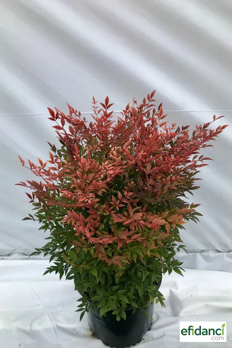 Yarı bodur cennet bambusu XL ( Nandina domestica gulf stream )