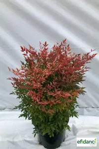 Yarı bodur cennet bambusu XL ( Nandina domestica gulf stream )