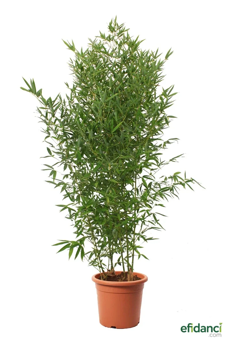 Altuni bambu ( Bambusa aurea ) 300-350 cm