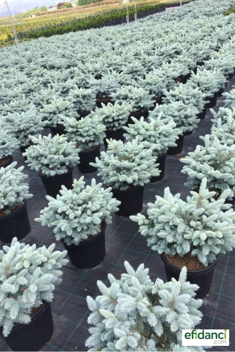 Bodur mavi ladin ( Picea pungens glauca globosa nana )