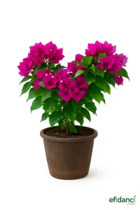 Bodur begonvil ( Bougainvillea glabra )