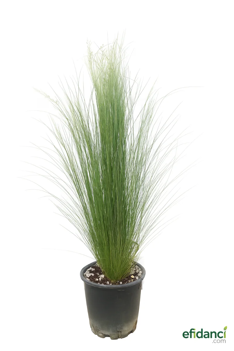 Sorguç otu - At kuyruğu çimi ( Stipa tenuissima ) 30-40