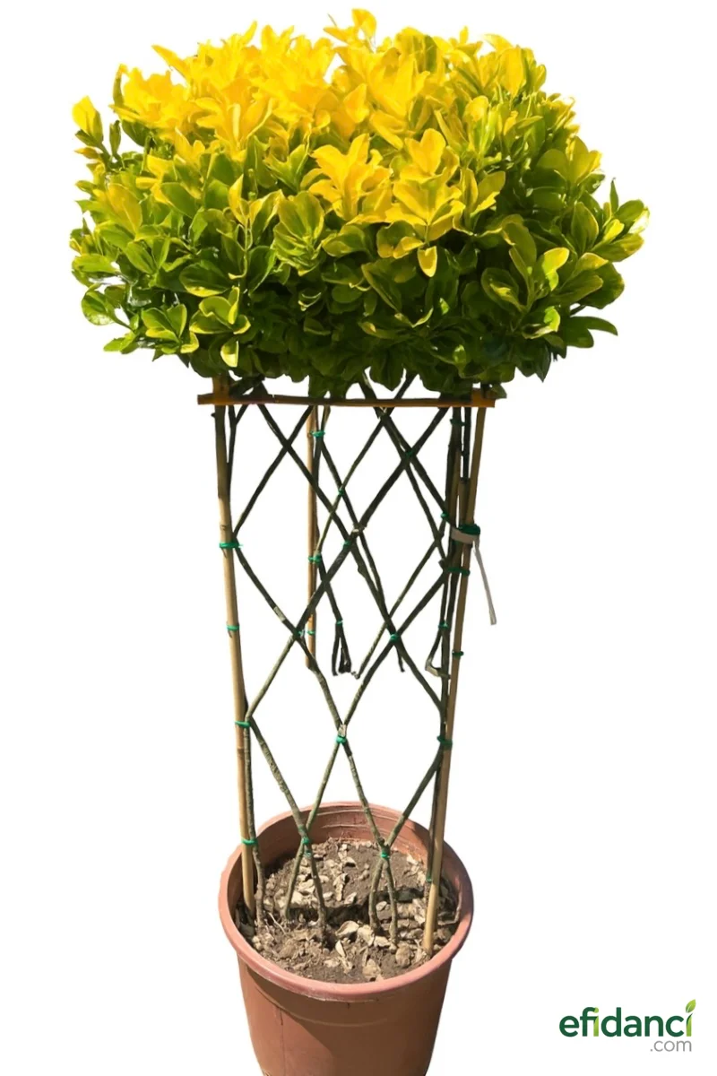 Örgülü gold taflan