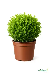 Top şimşir ( Buxus sempervirens ) Çap 30-40