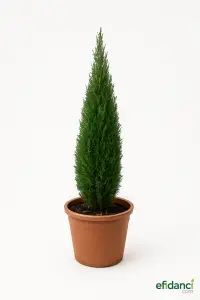 Kalem servi - Karaservi - Mezarlık servisi - Aşılı ( Cupressus sempervirens ) 80-100