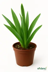 Mor Süsen çiçeği - Mor zambak - iris