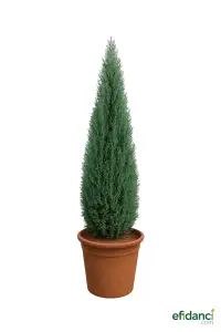 Mavi Elvudi çamı ( Chamaecyparis lawsoniana ellwoodii ) - 60-80 cm
