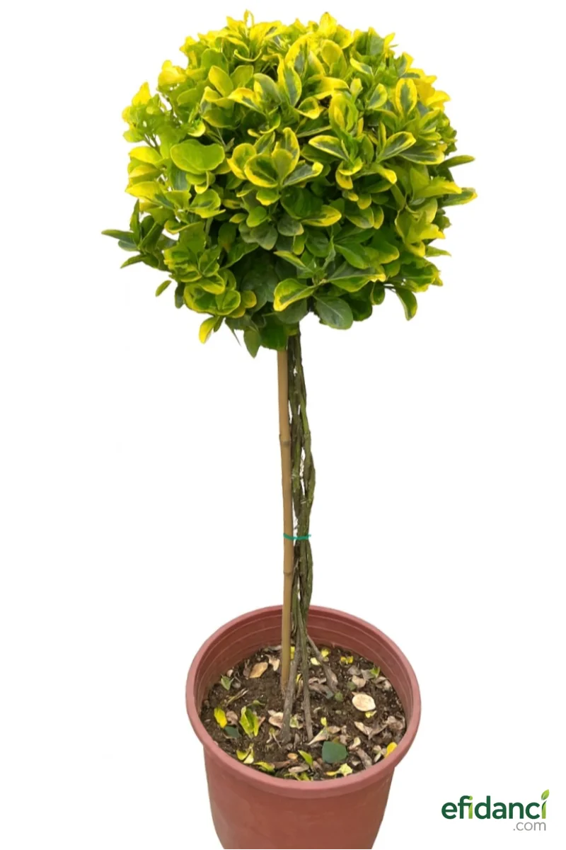 Baston altuni taflan ( Euonymus japonica aurea half tige )