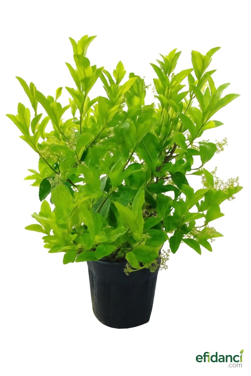 Parlak yapraklı kartopu ( viburnum lucidum )