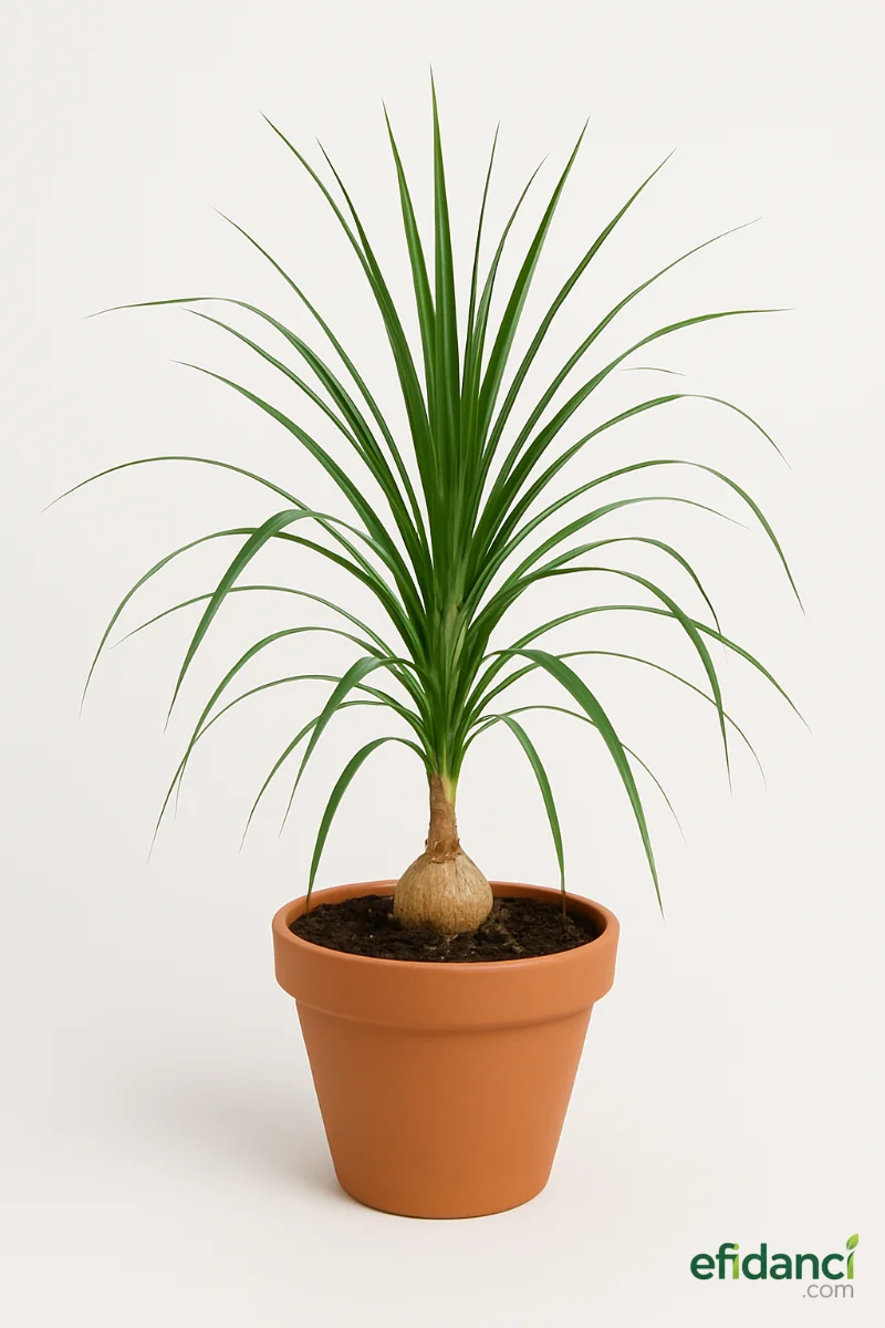 Nolina ( Fil Ayağı )