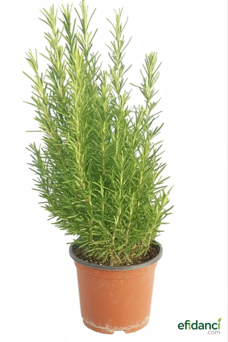 Biberiye (Rosmarinus officinalis )