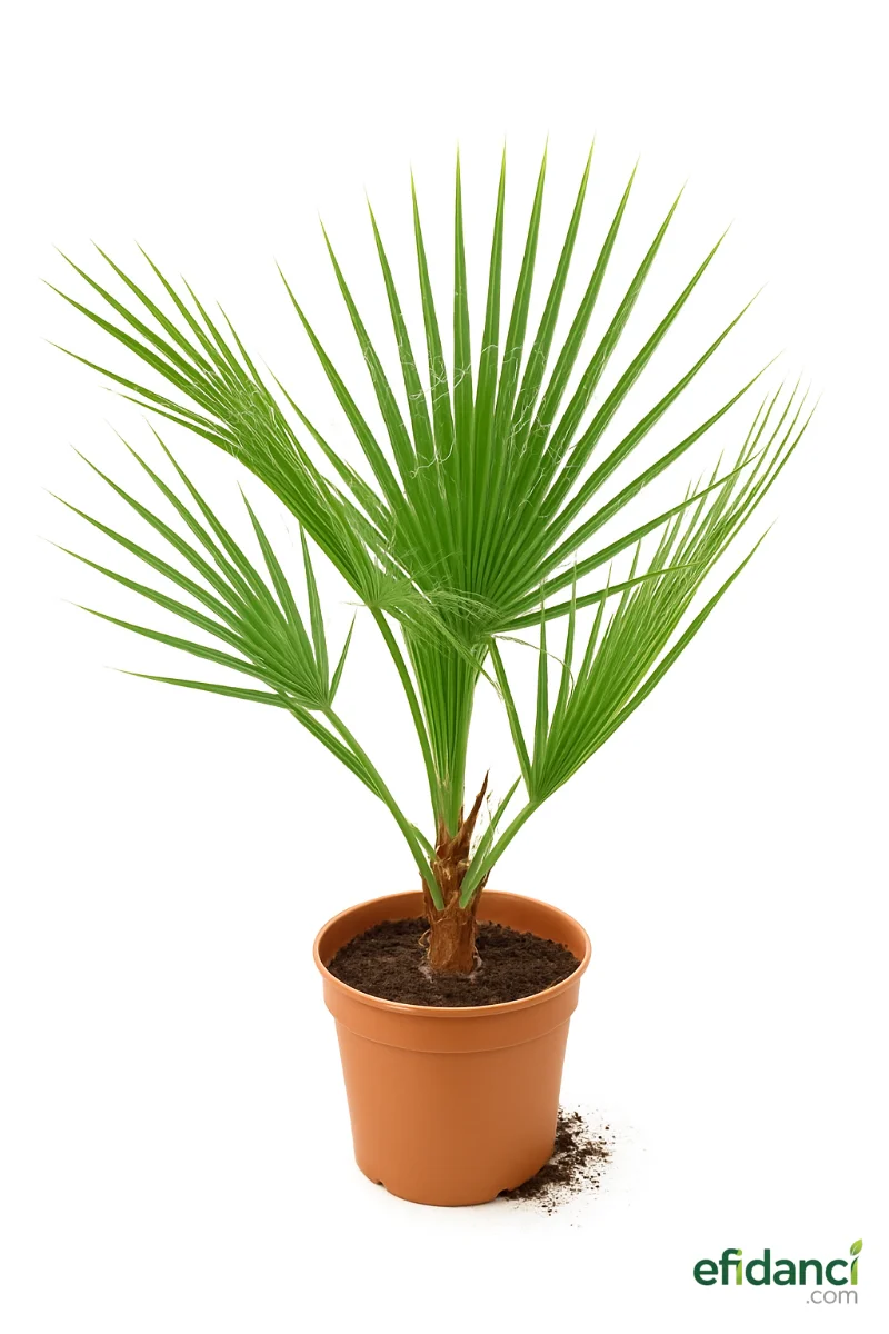 Palmiye 60-80 cm ( Washingtonia robusta )