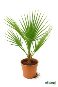 Palmiye 60-80 cm ( Washingtonia robusta )