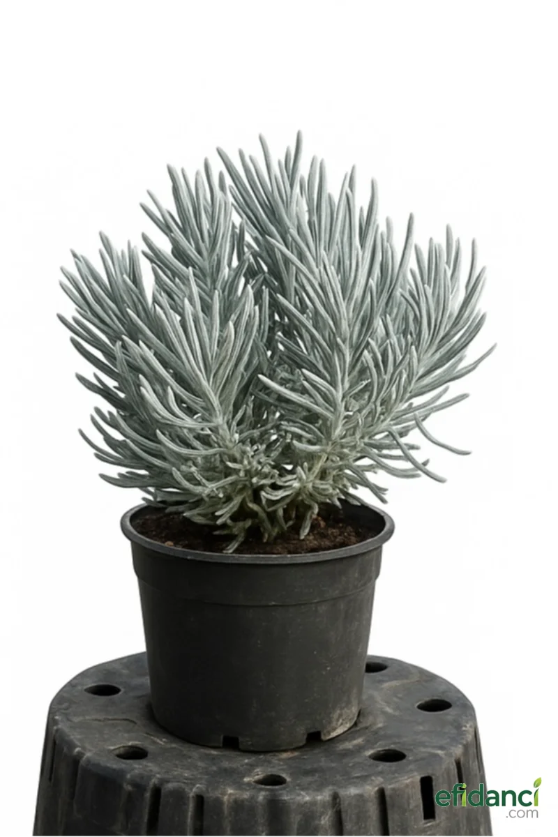 Lavanta ( Lavandula angustifolia )