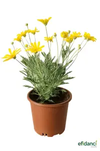 Sarı Papatya ( Euryops pectinatus )