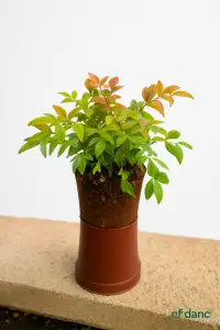 Bodur cennet bambusu ( Nandina domestica firepower ) 20-30 cm