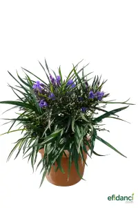 Meksika petunyası - Ruelya ( Ruellia brittoniana )