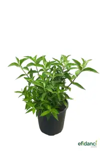 Melisa - Gecenin kraliçesi ( Cestrum nocturnum )