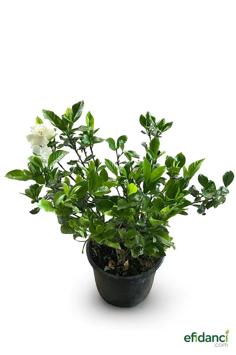 Gardenya ( Gardenia jasminoides )