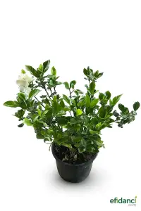 Gardenya ( Gardenia jasminoides )