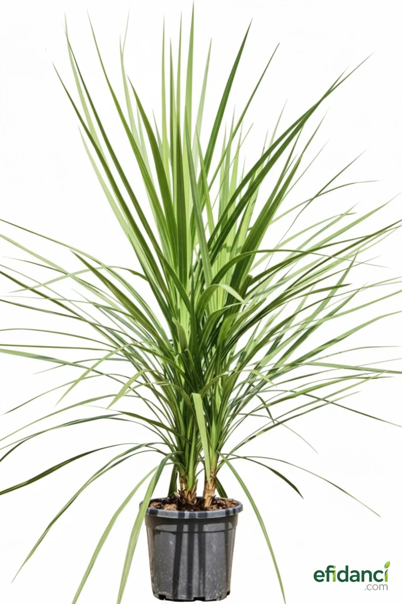 Dresena - Dracaena indivisa ( Cordyline australis ) 80-100