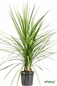 Dresena - Dracaena indivisa ( Cordyline australis ) 80-100