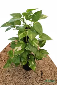 Pothos Salon Sarmaşığı - (Epipremnum Aureum)