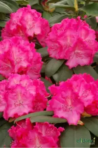 Kamelya - Japon kamelyası ( Camellia japonica ) 30-40 cm