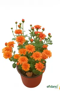 Kasımpatı - Krizantem ( Chrysanthemum ) 20-30 cm